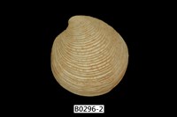 藏品(帆鏡蛤)的圖片